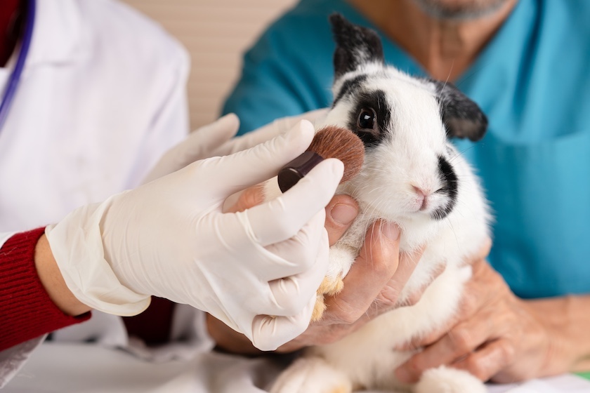 US National Toxicology Program Mulls Animal Testing Alternatives